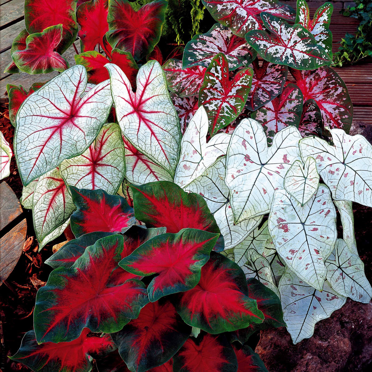 Caladium Mischung (x3) - Willemse