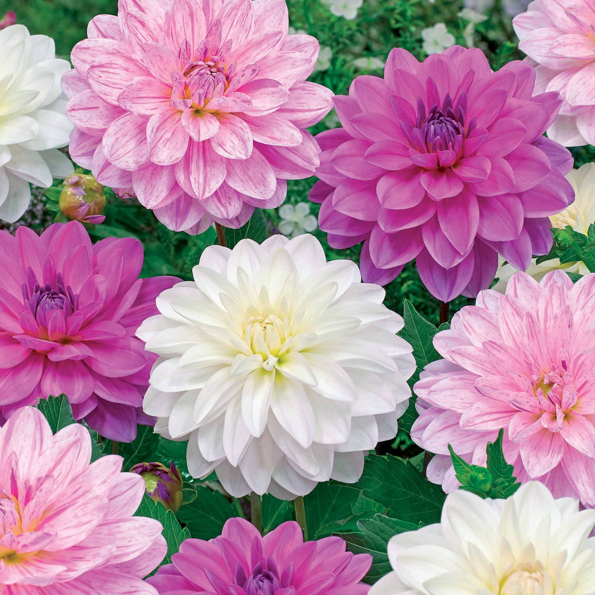 Bonesta Dahlien Mischung (weiß, rosa, gestreift) (x6) - Willemse