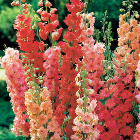Rittersporn Mischung (x3) - Willemse