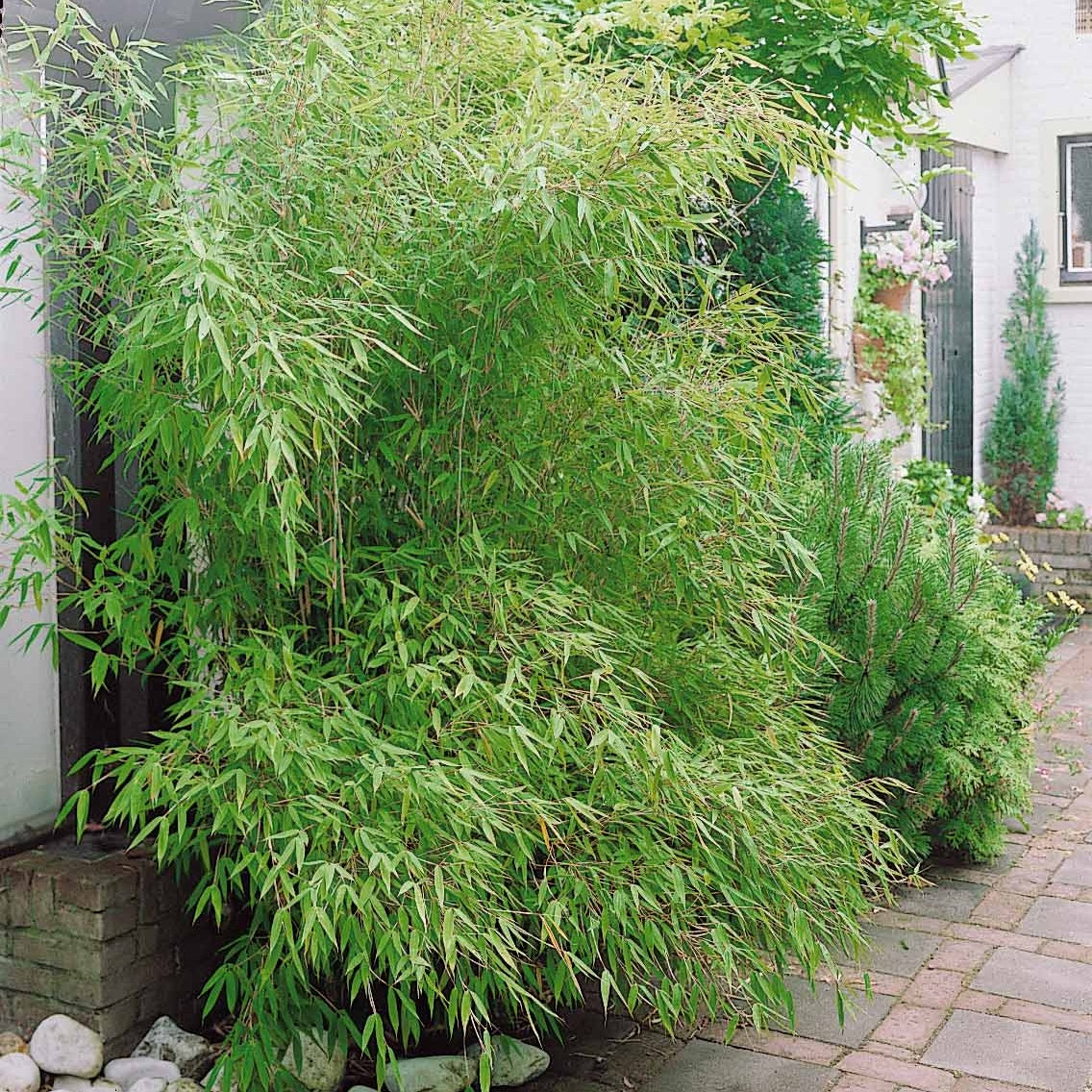 Phyllostachys-Bambus-Kollektion (x3) - Phyllostachys bissetii, aureosulcata Aureocaulis, Fargesia scabrida Asian Wonder - Willemse
