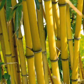 Verkauf Phyllostachys-Bambus-Kollektion (x3)