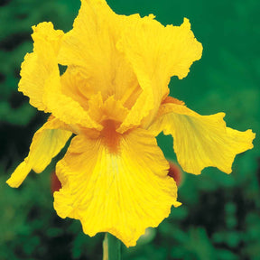 Sammlung von Garten-Iris: Lasso, Bordure, Sangreal. (x6) - Iris germanica  (2 lasso, 2 bordure, 2 sangreal) - Willemse