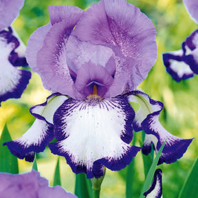 Iris germanica  (2 lasso, 2 bordure, 2 sangreal) - Sammlung von Garten-Iris: Lasso, Bordure, Sangreal. (x6) - Iris germanica - Deutsche Schwertlilie