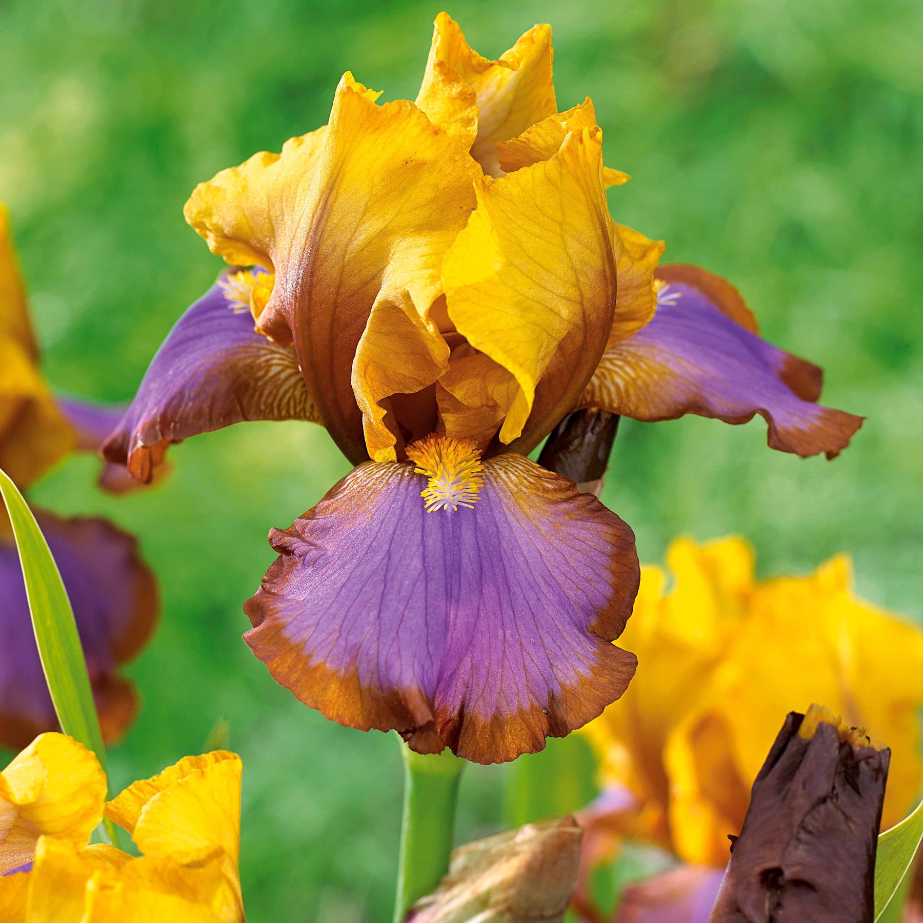 Iris germanica - Deutsche Schwertlilie - Sammlung von Garten-Iris: Lasso, Bordure, Sangreal. (x6) - Iris germanica  (2 lasso, 2 bordure, 2 sangreal)