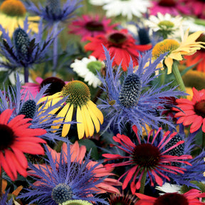 Stauden (2 Sonnenhüte + 1 Distel) (x3) - Rudbeckia, eryngium alpinum - Willemse