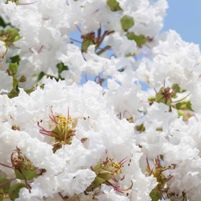 Verkauf Kreppmyrten Kollektion Rot/Violett/Weiß (x3) - Lagerstroemia indica
