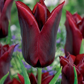 Lilienblütige Tulpe 'Lasting Love' (x10) - Willemse