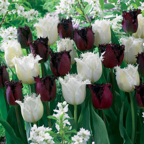 Gefranste Tulpen 'Northpole' & 'Labrador' (x10) - Willemse