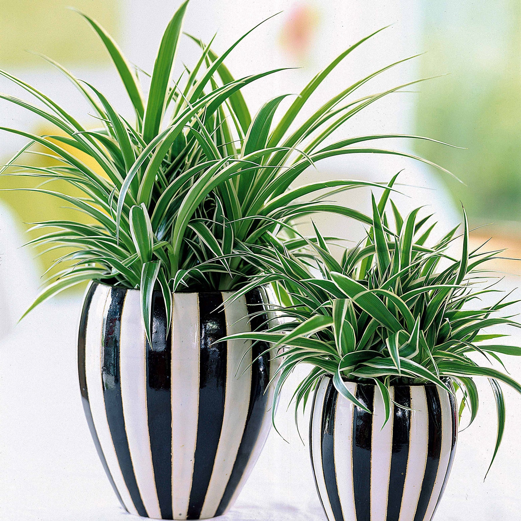 Luftreinigende Grünpflanzen Kollektion (x3) - Chamoedorea elegans,monstera deliciosa,chlorophytum atlantic - Willemse