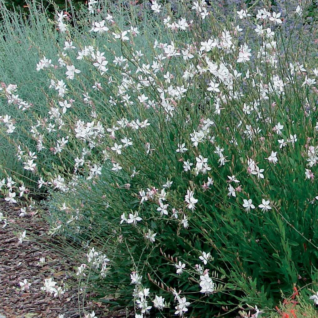 Prachtkerzen weiß + rosa (x2) - Gaura lindheimeri (blanc +siskiyou pink) - Willemse