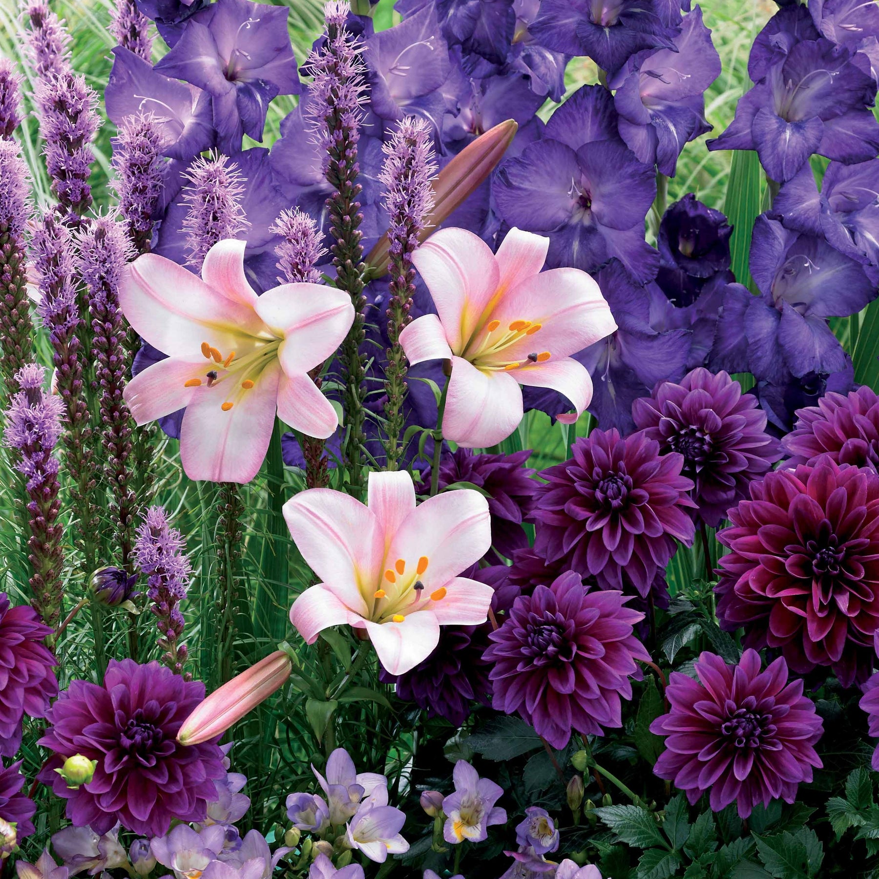 Sommerblumenzwiebel Mischung (x29) - Liatris, freesias,lis longiflorum,dahlia,gladiolus - Willemse