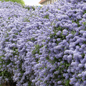 Sträucher - Sträucher-Kollektion (x3) - Cupressus totem, ceanothus impressus victoria, alb