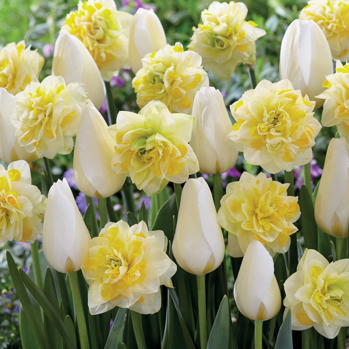 Tulpen 'Françoise' + Narzissen 'Sweet Pomponette' Kollektion (x20) - Willemse