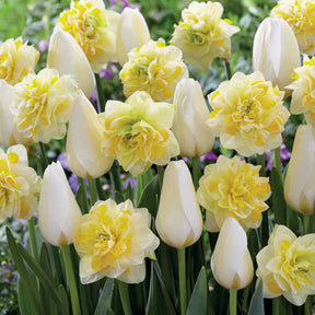 Tulpen 'Françoise' + Narzissen 'Sweet Pomponette' Kollektion (x20) - Willemse