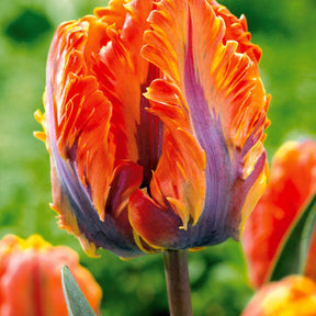 Papagei-Tulpen Kollektion (x24) - Tulipa Princesse  Irene, Black Parrot, Apricot Parrot - Willemse