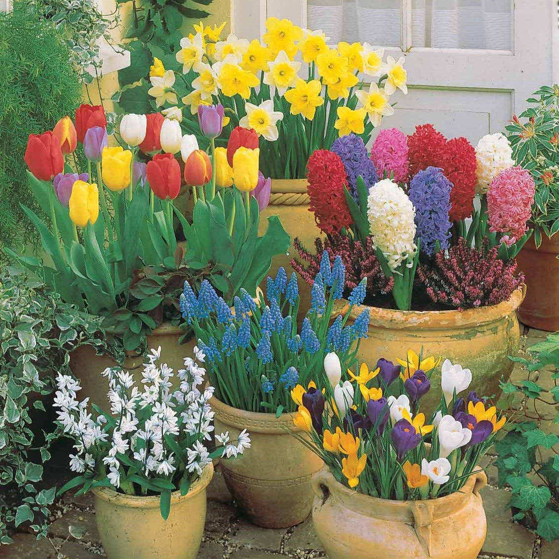 Zwiebeln-Kollektion Terrasse & Garten (x75) - Willemse