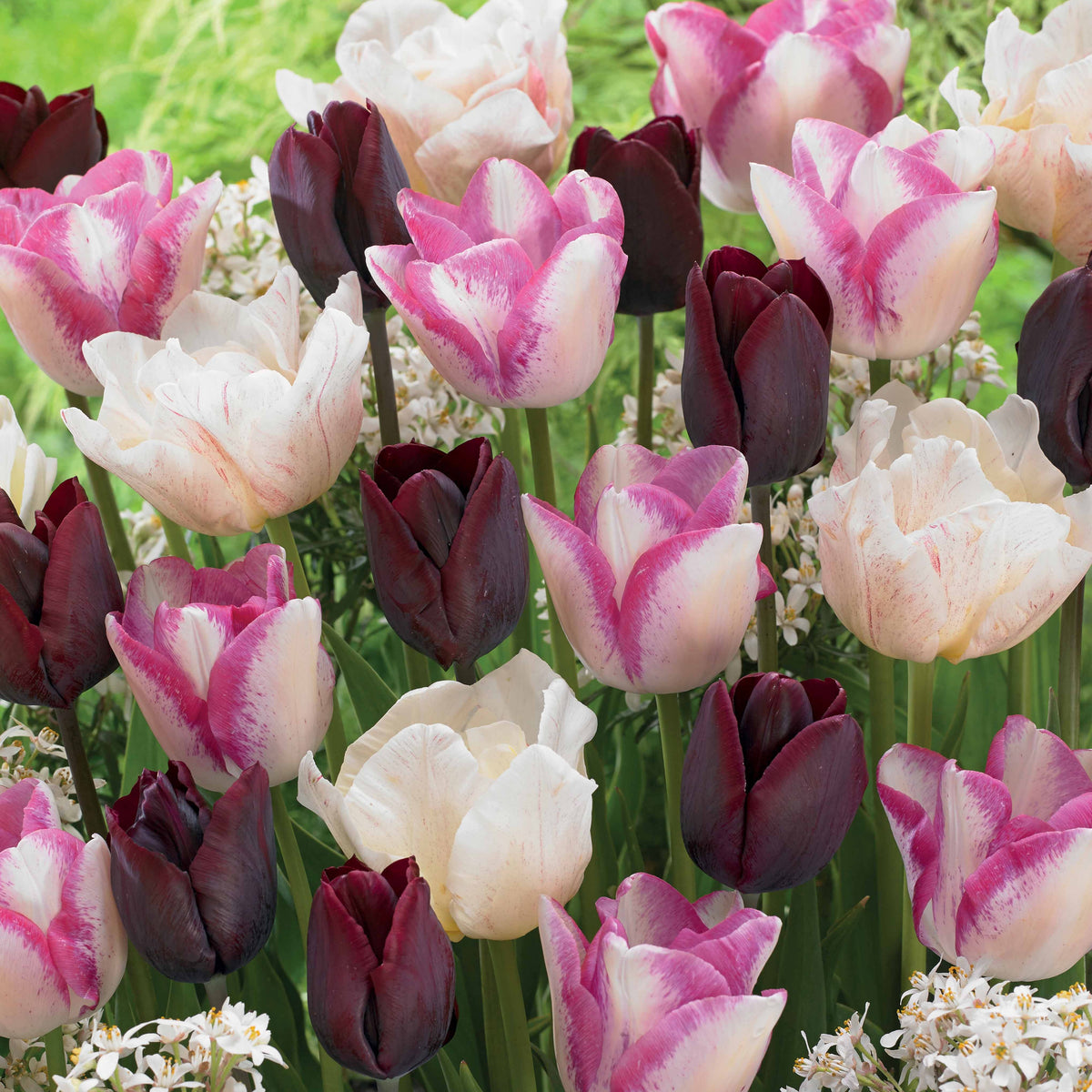 Langstielige Tulpen Mischung (x15) - Willemse