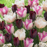 Langstielige Tulpen Mischung (x15) - Willemse