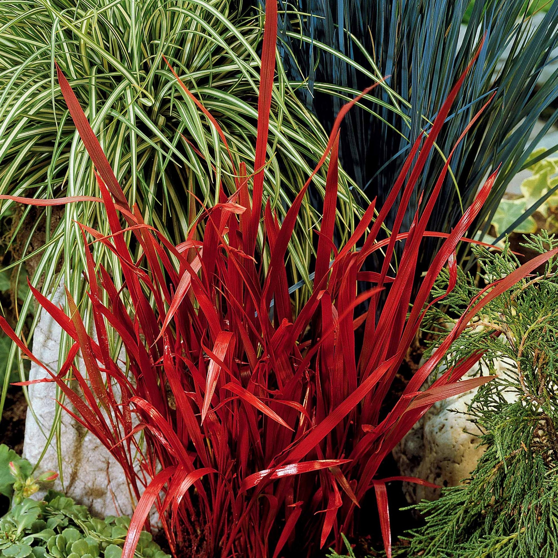 Sammlung von Stauden mit ausergewohnlichem Laub. (x7) - Carex  oshimensis Evergreen, Sedum Blue Pearl, Imperata cylindrica Red Baron, Gaura lindheimeri Whirling Butterflies