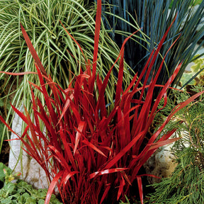 Sammlung von Stauden mit ausergewohnlichem Laub. (x7) - Carex  oshimensis Evergreen, Sedum Blue Pearl, Imperata cylindrica Red Baron, Gaura lindheimeri Whirling Butterflies