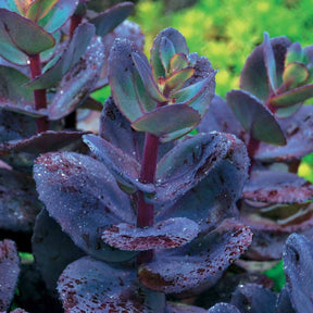 Stauden-Kollektion mit besonderen Blättern (x7) - Carex  oshimensis Evergreen, Sedum Blue Pearl, Imperata cylindrica Red Baron, Gaura lindheimeri Whirling Butterflies - Willemse