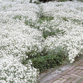 Stauden-Kollektion mit weißen Blüten (x9) - Pflanzenpakete für Terrassen und Balkone - Willemse