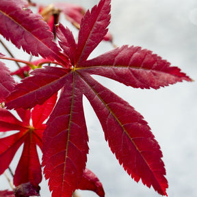 Japanische Kamelie, Muriel-Bambus, Fächer-Ahorn (x3) - Camellia japonica, Arundinaria murielae, Acer palmatum Atropurpureum