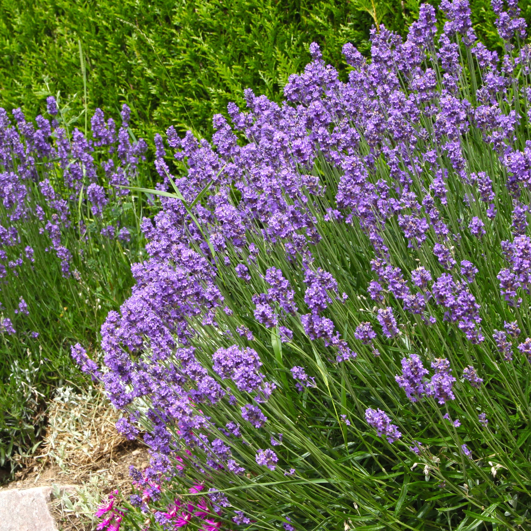 Stauden - Stauden-Kollektion für modernes Outdoor-Design (x6) - Stipa tenuissima, Muhlenbergia capillaris, Lavandula angustifolia