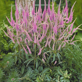 Stauden - Stauden-Kollektion für Halbschatten (x9) - Veronicastrum virginicum, digitalis purpurea, alchemilla mollis