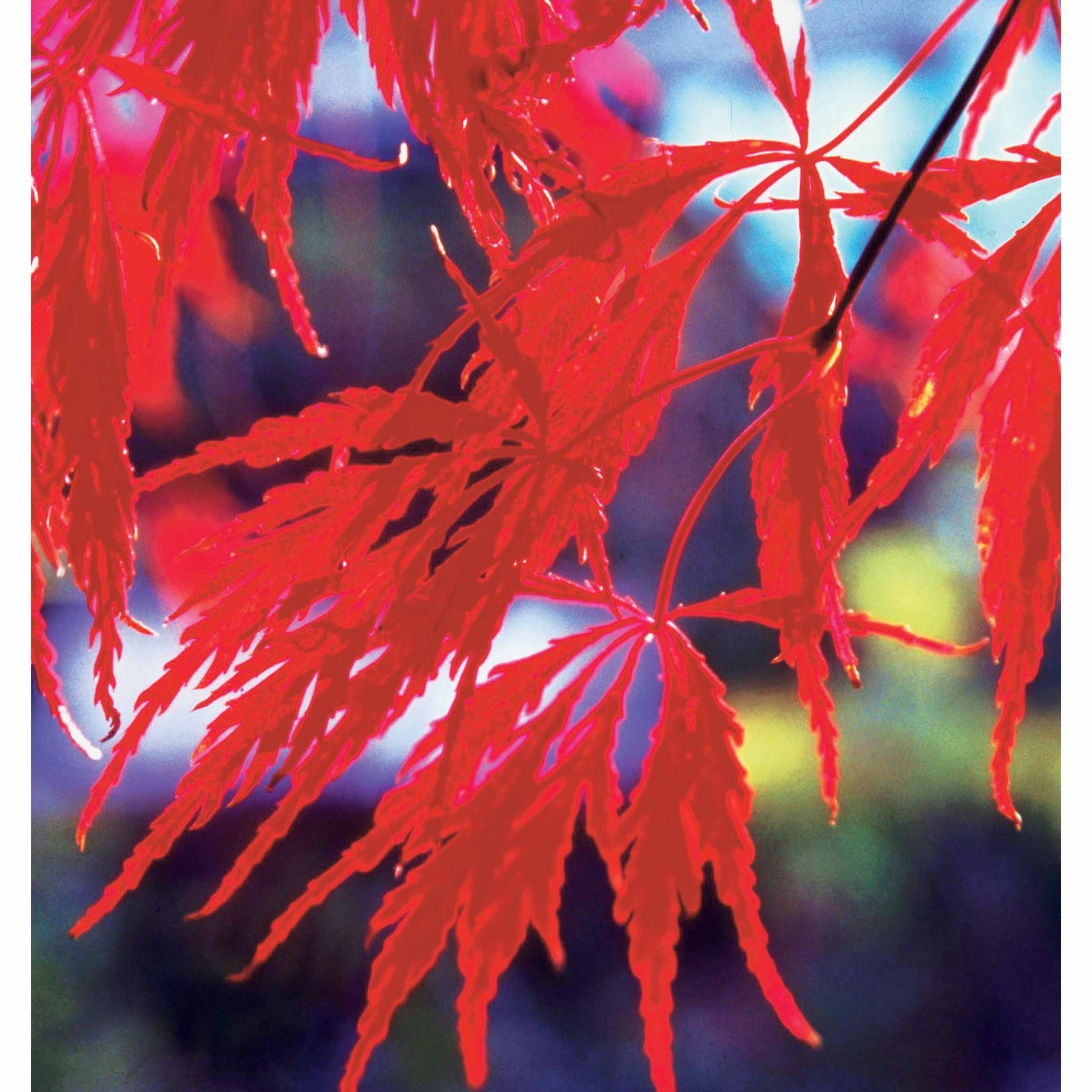 Verkauf Gartenbambus, Pagoden-Hartriegel, Fächerahorn (x3) - Fargesia scabrida, cornus controversa, acer palmat