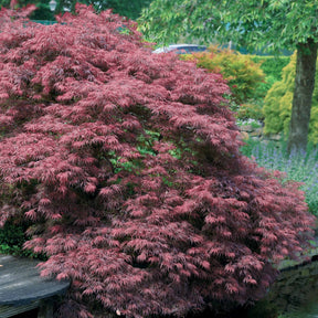 Gartenbambus, Pagoden-Hartriegel, Fächerahorn (x3) - Fargesia scabrida, cornus controversa, acer palmat