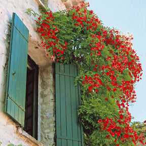 Trompetenblume & Geißblatt Kollektion - Campsis radicans stromboli, lonicera periclymenum - Willemse