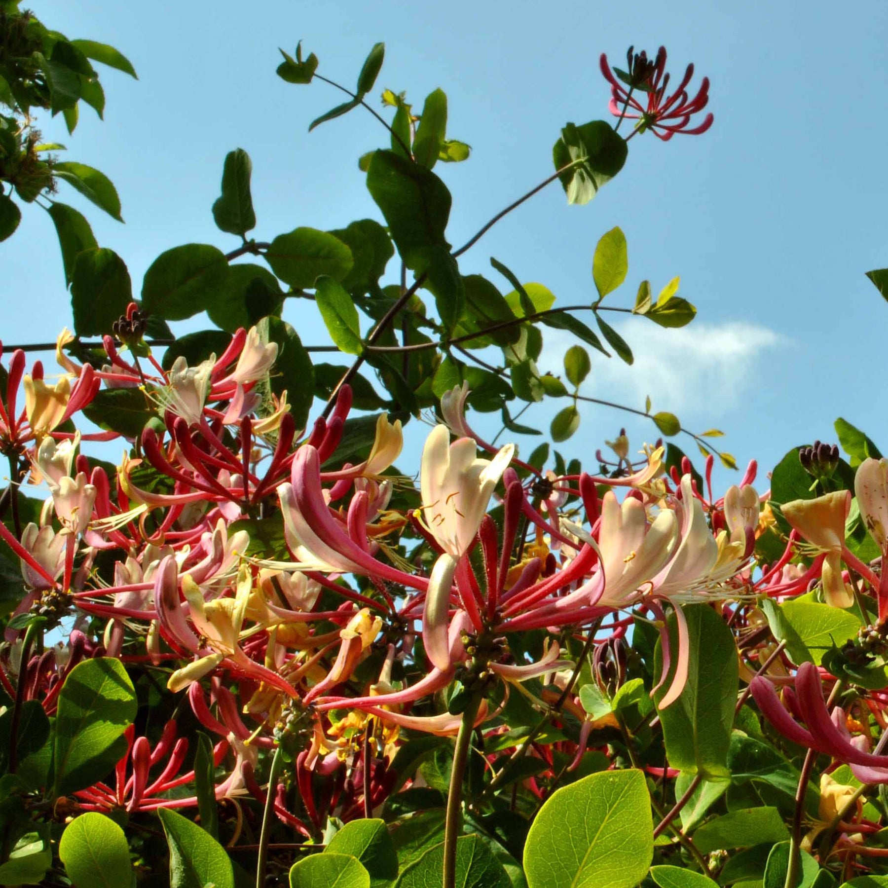 Campsis radicans stromboli, lonicera periclymenum - Trompetenblume & Geißblatt Kollektion - Kletterpflanzen