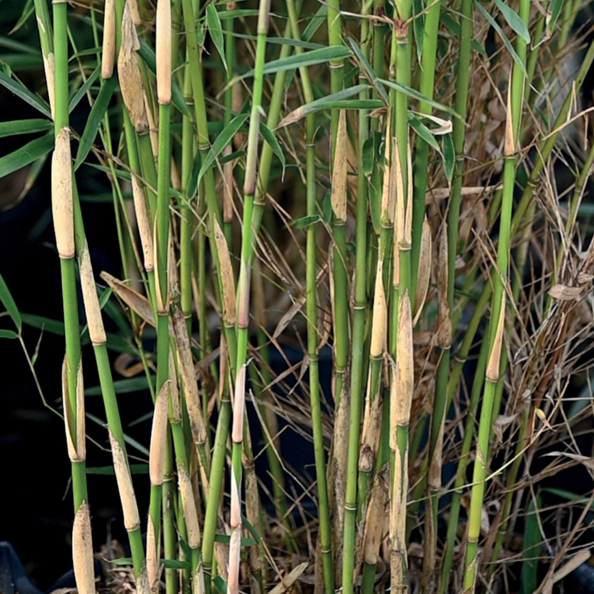 Nicht-ausläuferbildender Bambus Kollektion (x2) - Fargesia robusta campbell, fargesia scabrida asian wonder - Willemse