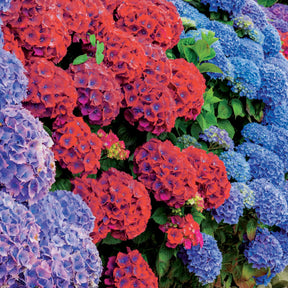 Verkauf Hortensien-Kollektion rot & blau (x4) - Hydrangea macrophylla