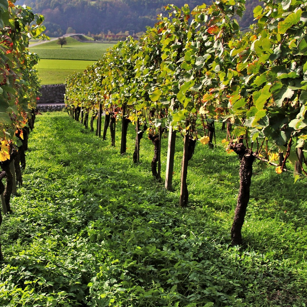 Weinreben-Kollektion ‘Pinot’, ‘Merlot’, ‘Chardonnay’ (x3) - Willemse