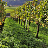 Weinreben-Kollektion ‘Pinot’, ‘Merlot’, ‘Chardonnay’ (x3) - Willemse