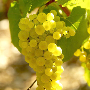 Weinreben-Kollektion ‘Pinot’, ‘Merlot’, ‘Chardonnay’ (x3) - Vitis vinifera Pinot, Merlot, Chardonnay - Willemse