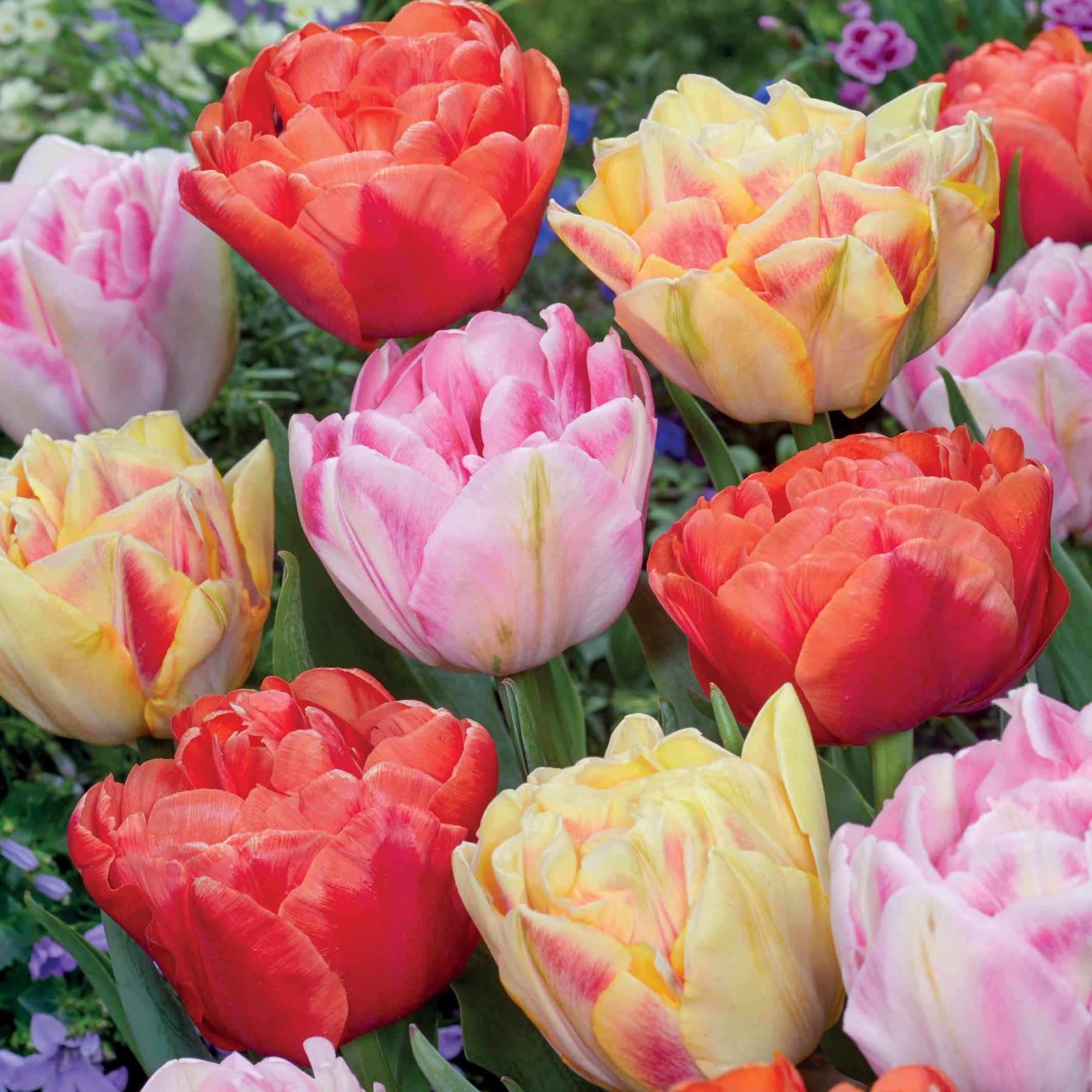 Gefüllte Pfingstrosen-Tulpen Mischung (x12) - Willemse
