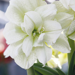 Amaryllis-Kollektion rosa & weiß (x2)