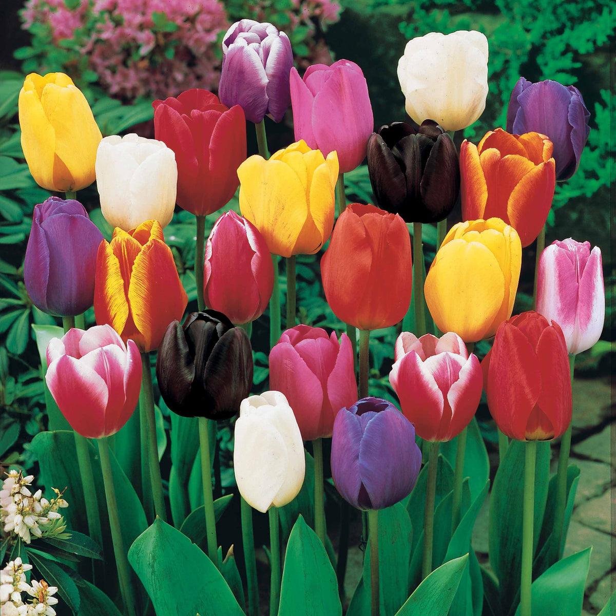 Langstielige Tulpen Mischung (x75) - Tulipa - Willemse