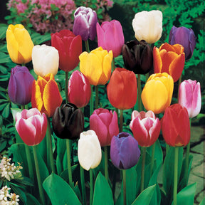 Langstielige Tulpen Mischung (x75) - Tulipa - Willemse