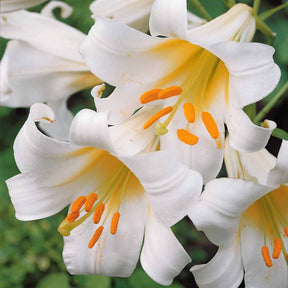 Königslilie weiß (x3) - Lilium regale album - Willemse