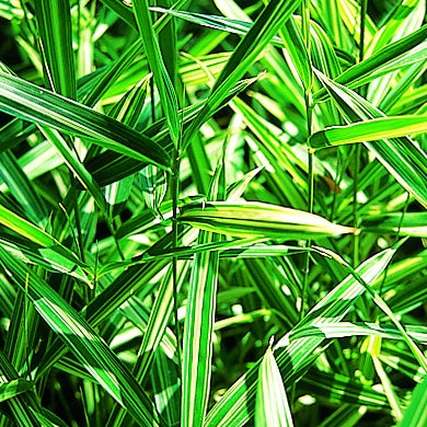 Buntlaubiger Zwergbambus - Pleioblastus fortunei variegata - Willemse