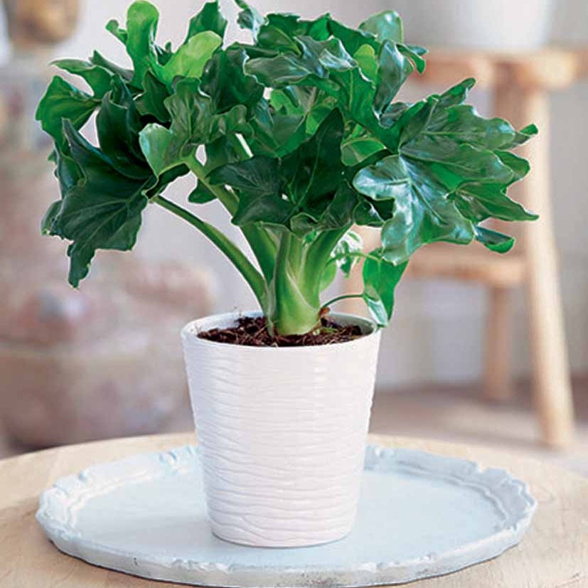 Philodendron ‘Atom’ im weißen ELHO-Übertopf - Willemse