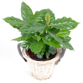 Kaffeepflanze in weißem Blumentopf - Coffea arabica - Willemse