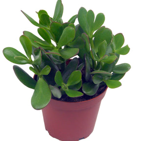 Geldbaum in weißem Blumentopf - Willemse