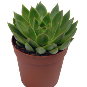 Echeveria agavoides im weißen Übertopf ELHO - Echeveria agavoides - Willemse
