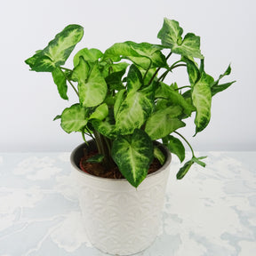 Purpurtute in weißem Blumentopf - Syngonium pixie - Willemse