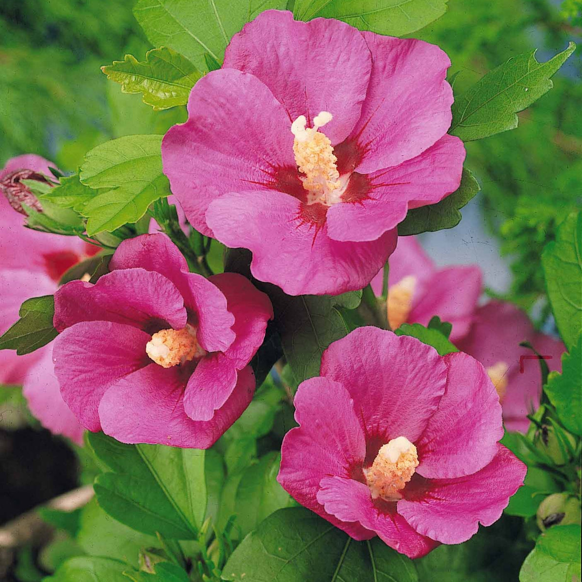 Hibiskus-Stämmchen - Hibiscus syriacus - Willemse